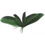 Künstliche Phalaenopsis Orchideenblätter PRIMALA, Luftwurzel, 21x26cm