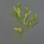 Deko Mimosenzweig BRANAU mit Blüten, gelb, 80cm, Ø0,5cm