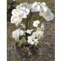 Kunst Phalaenopsis Orchidee WALLBURGA im Dekoglas, weiß, 80cm