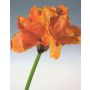 Künstliche Amaryllis KIRKALL, orange, 80cm