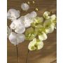 Deko Phalaenopsis Orchidee künstlich RICKY, creme-grün, 95cm, Ø7-11cm