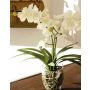 Künstliche Orchidee Vanda JIA in Glasvase, creme-weiß, 50cm