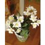 Orchidee Cattleya, weiss, getopft, 100cm