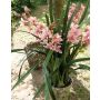 Kunstorchidee Cymbidium MEDINA im Dekotopf, rosa-gelb, 125cm