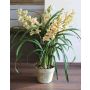 Kunstorchidee Cymbidium MEDINA im Dekotopf, grün-rosa, 125cm