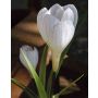 Künstliche Krokus ELMIRA mit Zwiebel, weiß-violett, 25cm, Ø3-4cm