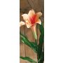 Textilblume Oster-Lilie TERRIE, orange-pink, 95cm, Ø12cm