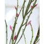 Kunstzweig Ginster GAMBRI mit Blüten, pink, 115cm