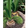 Kunstblume Amaryllis CALIDA in Dekoschale, weiß, 90cm, Ø21cm