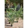 Künstliche Areca Palme BONNY, 180cm