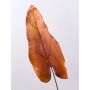 Künstliches Caladiumblatt DONALD, orange-braun, 80cm