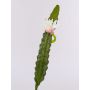 Künstlicher Kaktus Königin der Nacht DOMENICA, Blüte, weiß, 50cm