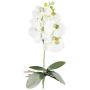 Dekoblume Phalaenopsis Orchidee DRINTOR, Steckstab, Wurzeln, weiß-grün, 40cm