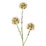 Allium Zweig künstlich ZEBU, creme, 65cm, Ø7cm