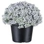 Kunst Sukkulente Sedum telephium NUKEF, weiß, 10cm