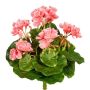 Deko Blume Geranie CRONVEL, Steckstab, crossdoor, rosa, 25cm