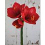 Künstliche Amaryllis YOLANTE, rot, 70cm, Ø6-13cm