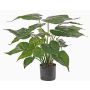 Künstliche Alocasia Cucullate AROA, grün, 50cm