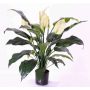 Künstliches Einblatt ABBY mit Blüten, weiß, 75cm