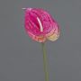 Künstliche Blume Anthurium XYLON, pink-gelb, 50cm, 9x12cm