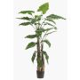 Künstliche Pflanze Alocasia Sanderiana ALBULA, grün, 180cm