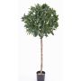 Künstlicher Kirschlorbeer Kugel ALEXIOS, Echtstamm, Früchte, 175cm, Ø55cm