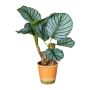 Fake Pflanze Calathea orbifolia BOLHER, Dekotopf, grün, 45cm