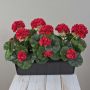 Künstliche Geranien FLOREANA im Blumenkasten, 3 Stück, rot, 40x15x35cm