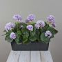 Künstliche Geranien FLOREANA im Blumenkasten, 3 Stück, lila-weiß, 40x15x35cm