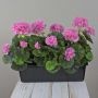 Künstliche Geranien FLOREANA im Blumenkasten, 3 Stück, lila, 40x15x35cm