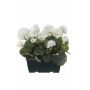 Künstliche Geranien FLOREANA im Blumenkasten, 2 Stück, weiß, 24x11x35cm