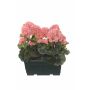 Künstliche Geranien FLOREANA im Blumenkasten, 2 Stück, lachs, 24x11x35cm