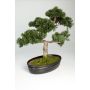 Künstlicher Bonsai Zeder JARNO mit Wurzeln, in Pflanzschale, 40cm