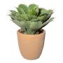 Deko Sukkulente Agave pygmaea BUKEF im Dekotopf, grün, 30cm