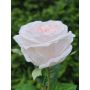 Künstliche Kohl-Rose MARNUK, creme-rosa, 60cm, Ø9cm