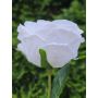 Künstliche Kohl-Rose MARNUK, creme-weiß, 60cm, Ø9cm