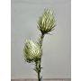 Kunstzweig Edeldistel aus Kunststoffschaum FERDIHAN, grün, 100cm