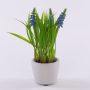 Künstliche Blume Traubenhyazinthe NARMADA im Zementtopf, blau, 20cm
