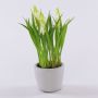 Künstliche Blume Traubenhyazinthe NARMADA im Zementtopf, weiß, 20cm
