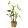 Kunstpflanze Syngonium YOMREL im Terracottatopf, grün-weiß, 60cm
