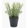 Künstliche Küchenkräuter Rosmarin WHOOPI im Dekotopf, grün, 22cm