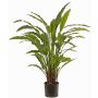 Dekopflanze Calathea Rufibarba LEINANI, grün, 80cm