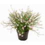 Dekoblume Fleißiges Lieschen GISINDA im Dekotopf, rosa, 25cm