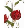 Samt Gloriosa Zweig DINFAS, dunkelrot-gold, 80cm