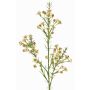 Dekozweig Wachsblume FRINDALS, creme, 65cm, Ø1,5-2cm