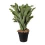 Künstliche Pflanze Geweihfarn FROHEL, Dekotopf, grün, 45cm
