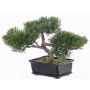 Künstlicher Bonsai Zeder ALESSA mit Wurzeln, in Pflanzschale, 23cm