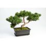 Künstlicher Bonsai Zeder ALESSA mit Wurzeln, in Pflanzschale, 23cm