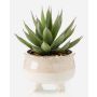 Künstliche Sukkulente Drachenbaum-Agave NORSHU im Dekotopf, grün-rot, 20cm