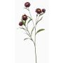 Deko Zweig Strohblume SNAVIK, lila, 70cm